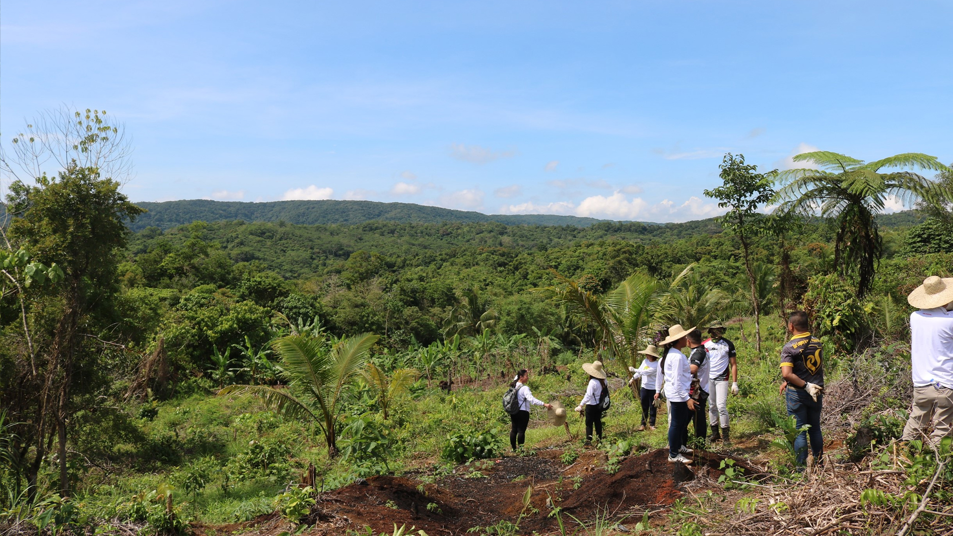 Tree planting 1920x1080 6
